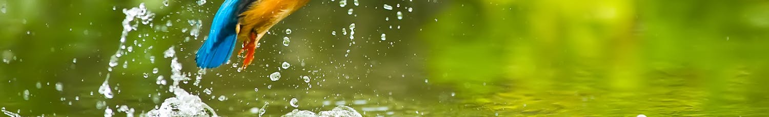 Bli bättre på fågelfotografering